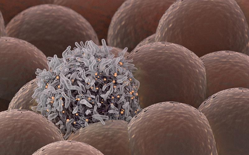 Antioxidants vs Free Radicals